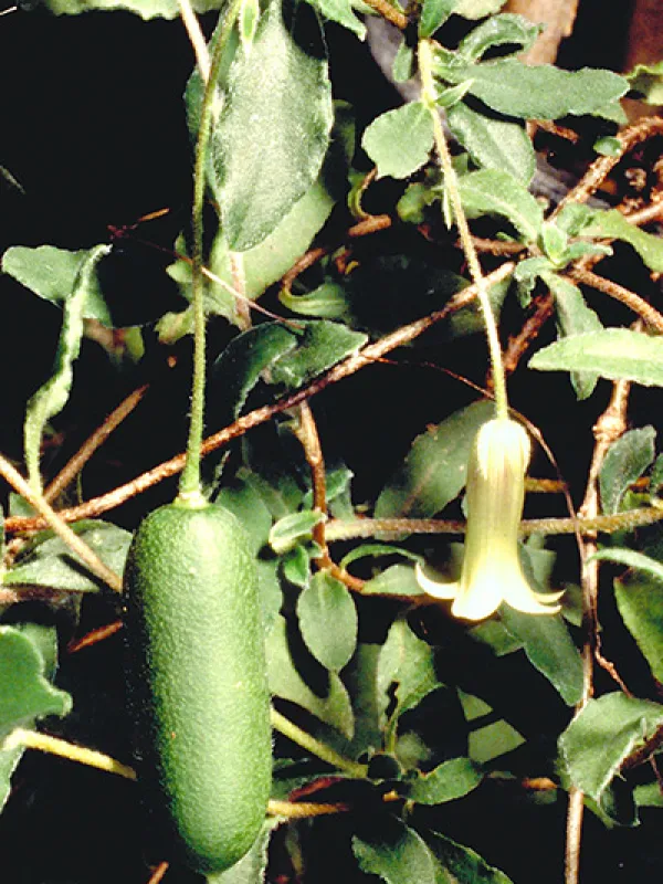 Billardiera