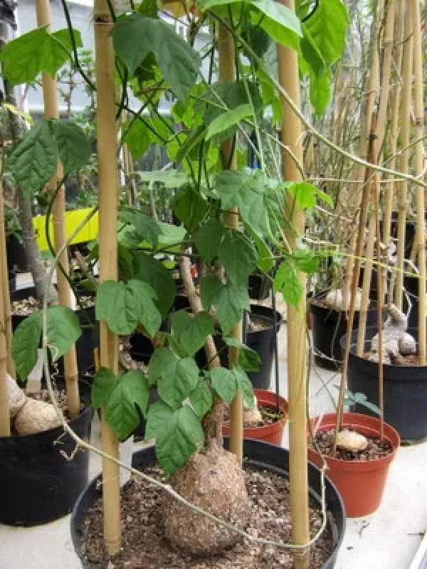 Cayaponia tayuya