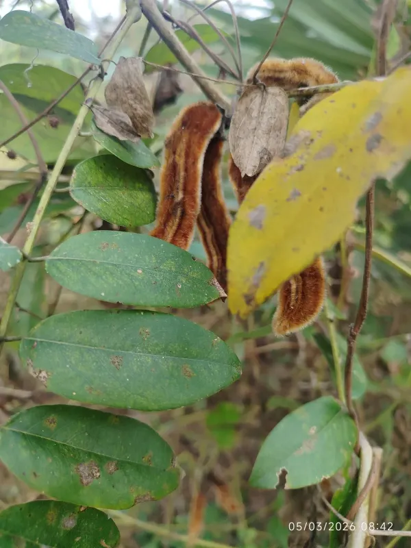 Mucuna