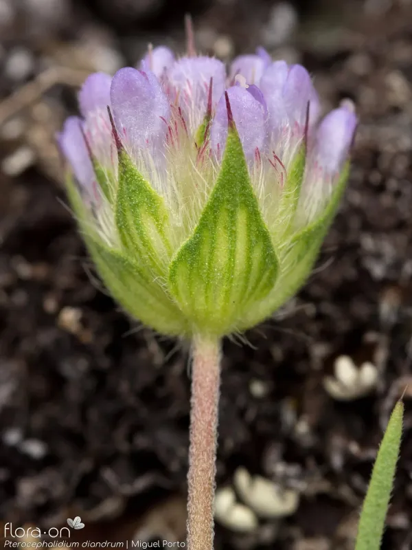 Pterocephalidium diandrum