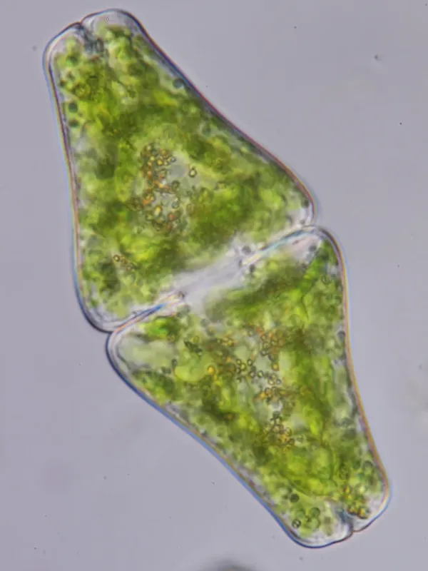 Euastrum ansatum