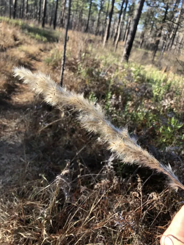 Silver plumegrass