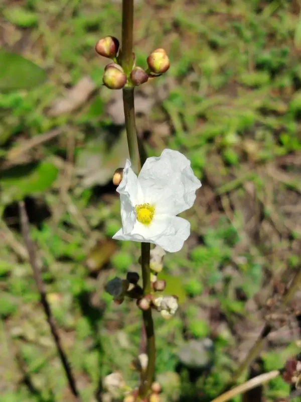 Echinodorus longiscapus