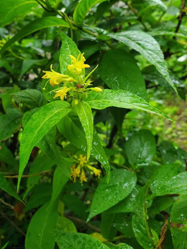 Southern bush honeysuckle
