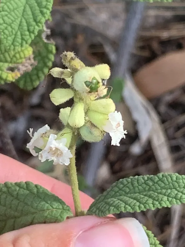 Cordia curassavica