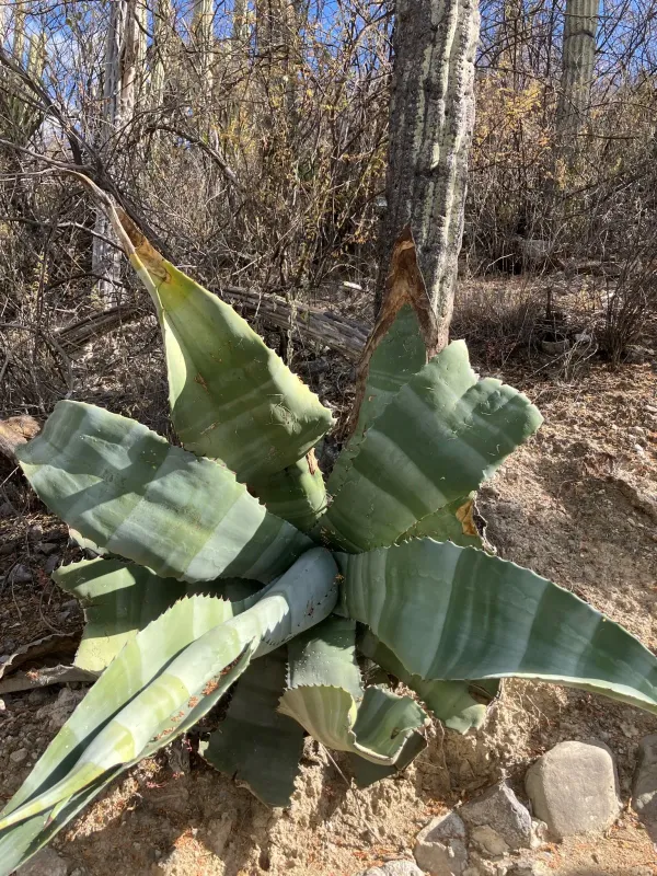Agave marmorata