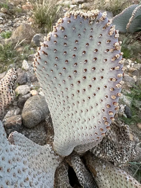 Beavertail cactus