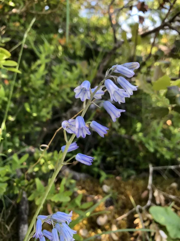 Brimeura amethystina
