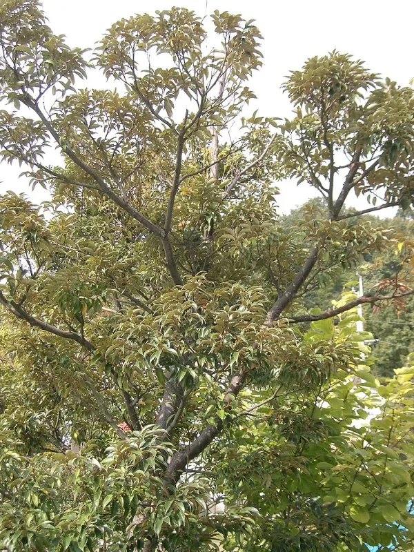 Castanopsis rhamnifolia
