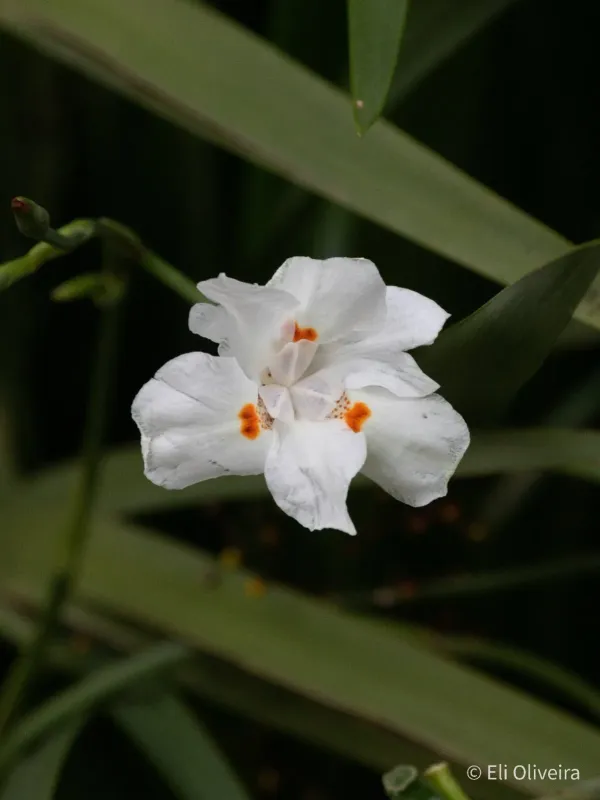Dietes iridioides