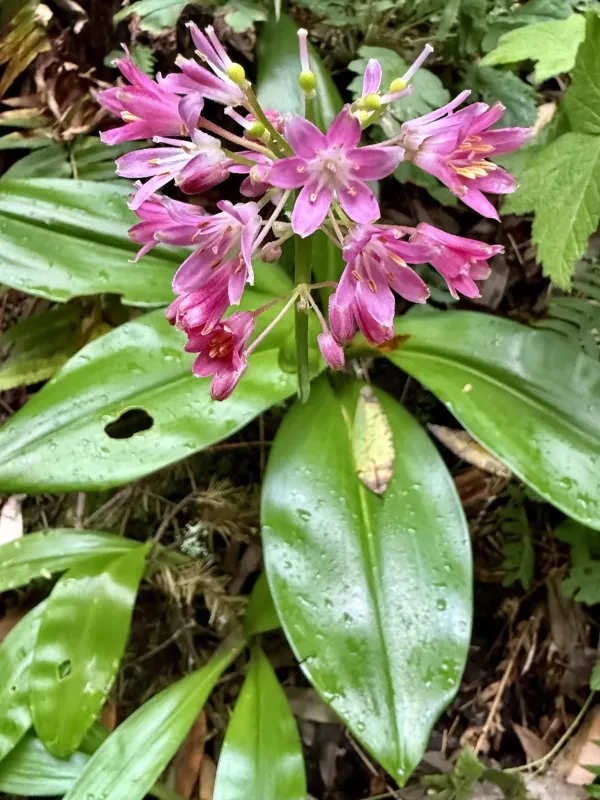 Clintonia andrewsiana
