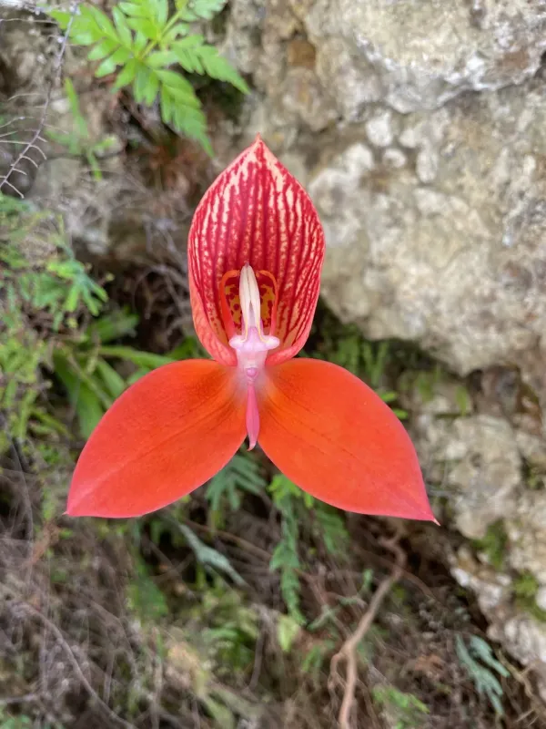 Disa uniflora