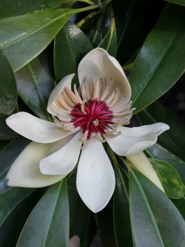 Magnolia lotungensis