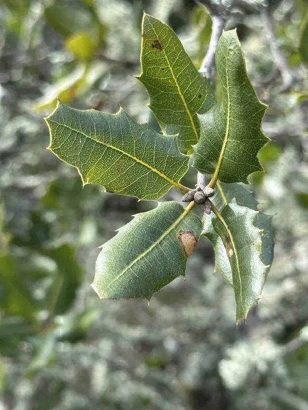 Quercus parvula