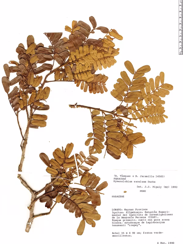 Hymenolobium excelsum