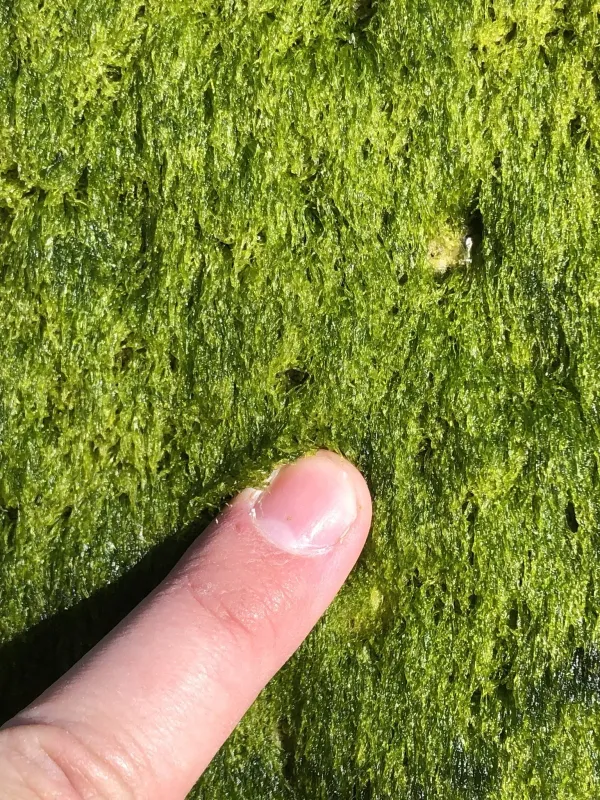 Blidingia minima