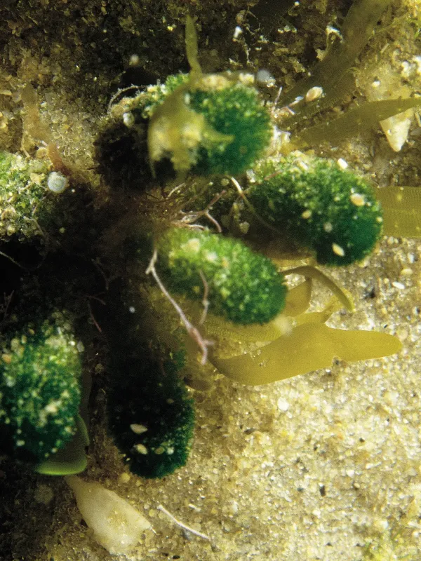 Dasycladus clavaeformis