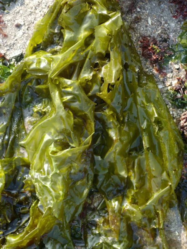 Umbraulva olivascens