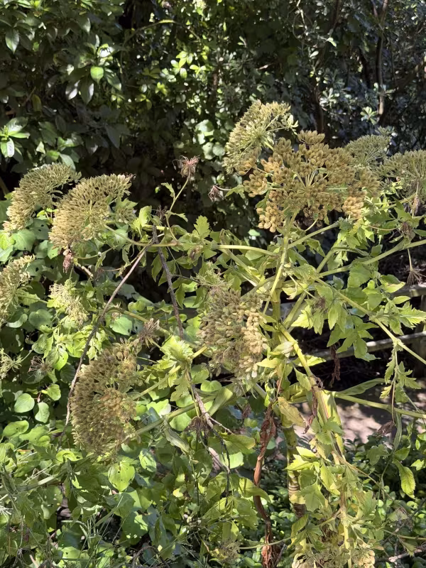 Daucus decipiens