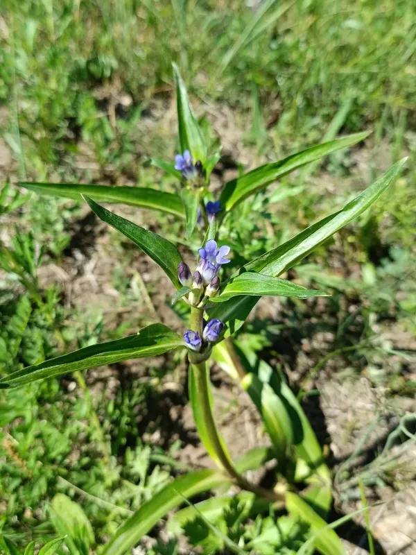 Willow gentian