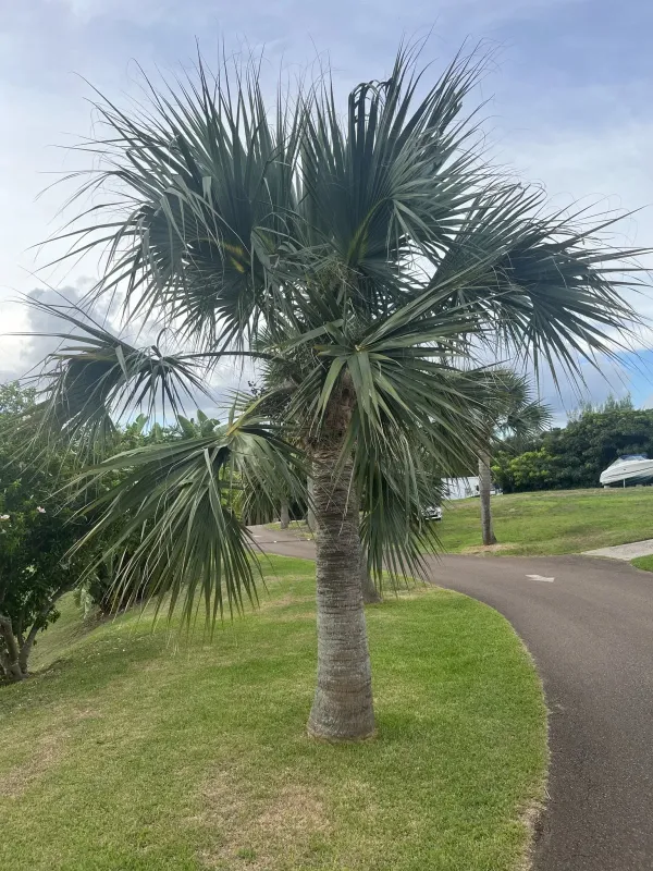 Bermuda palmetto