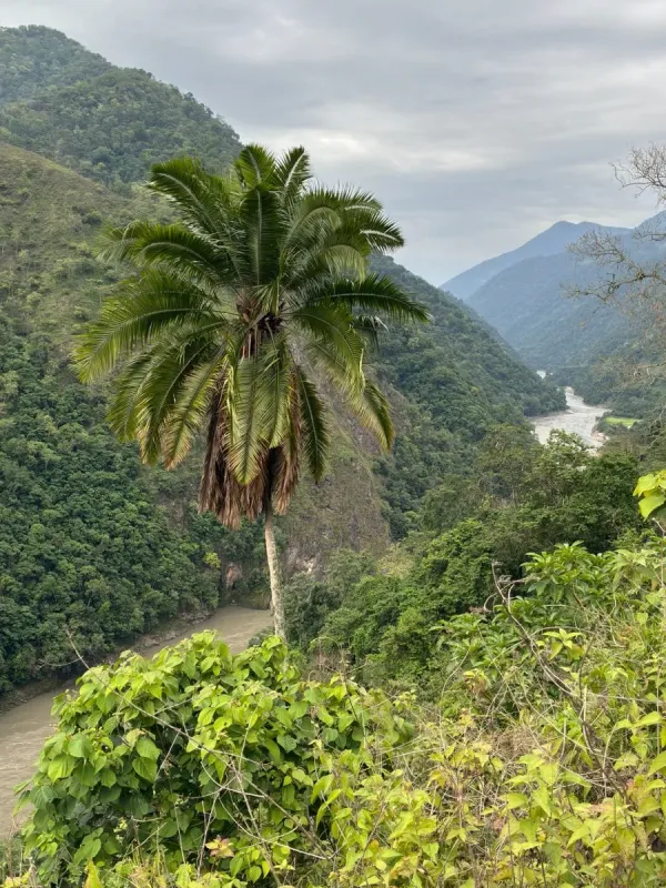 Cliff Date Palm