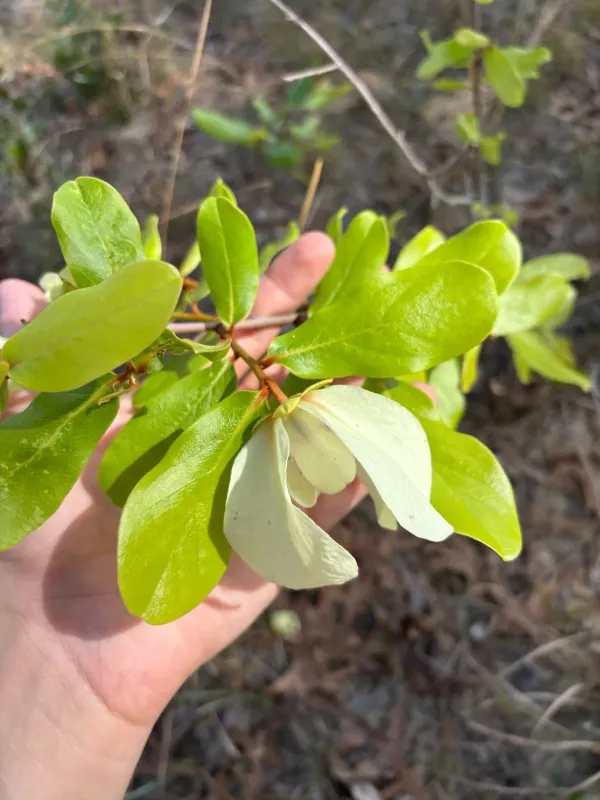 Asimina obovata