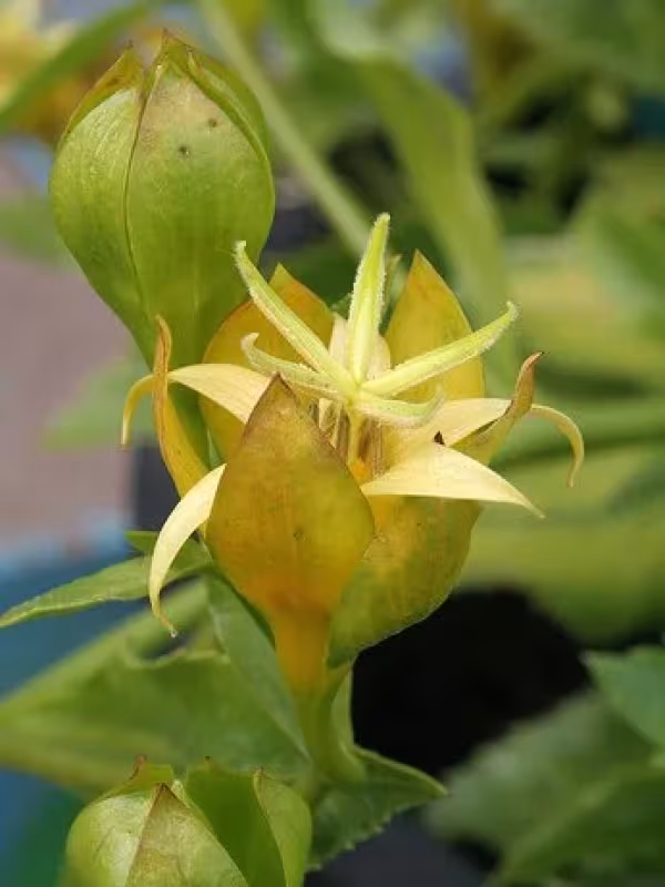 Musschia aurea