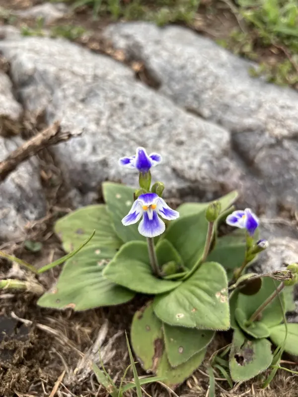 Craterostigma plantagineum