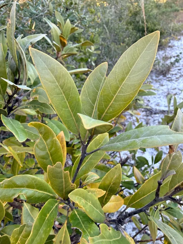 Persea humilis