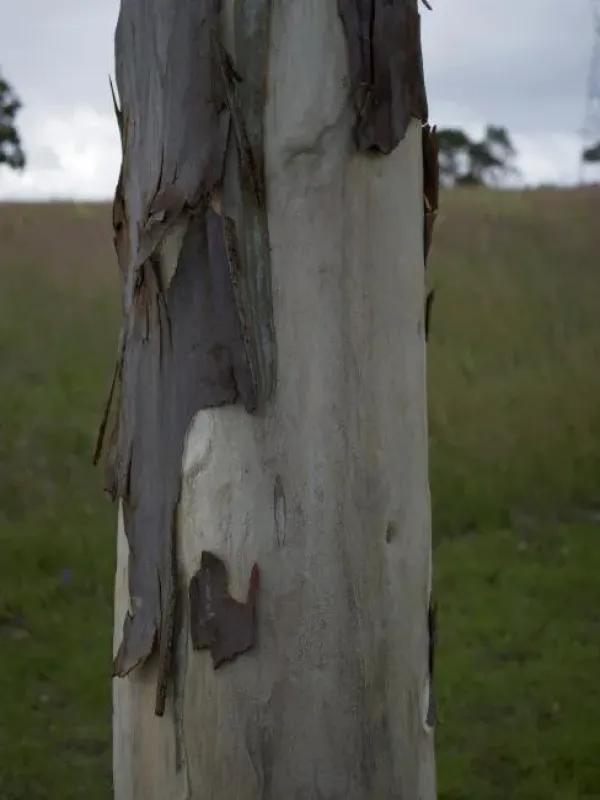 Corymbia henryi