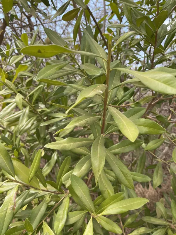 Warburgia salutaris