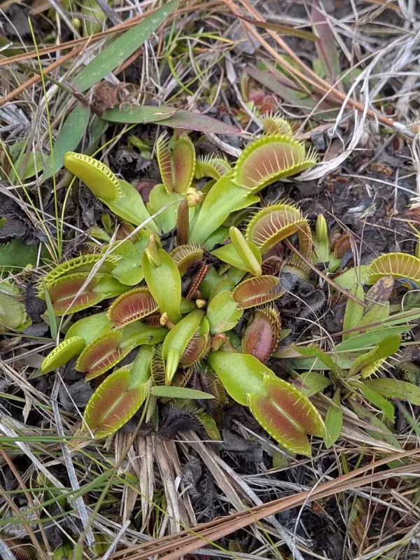 Venus flytrap