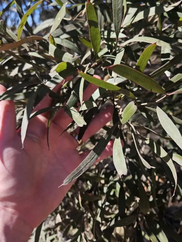 Eucalyptus cneorifolia