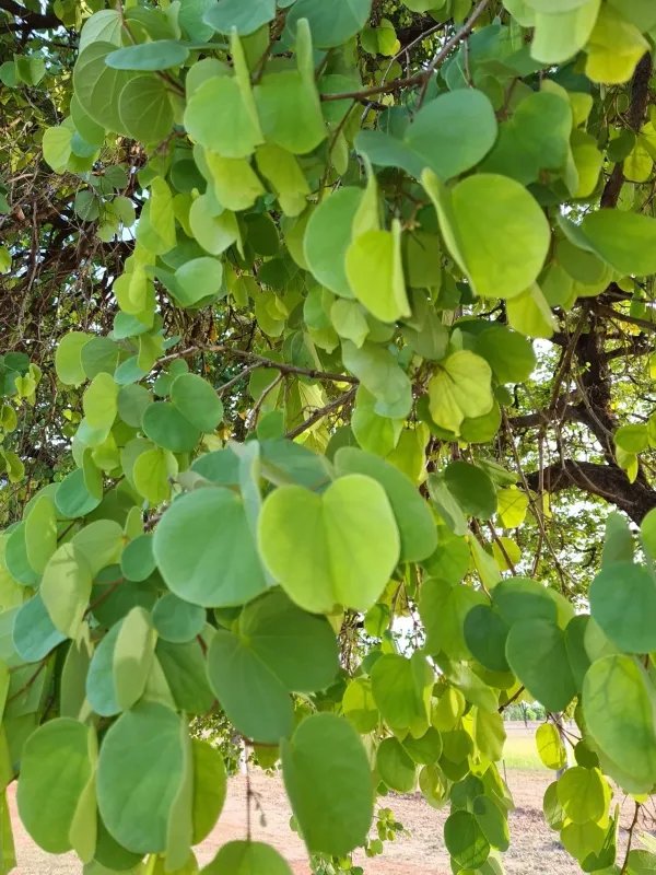 Malabar bauhinia