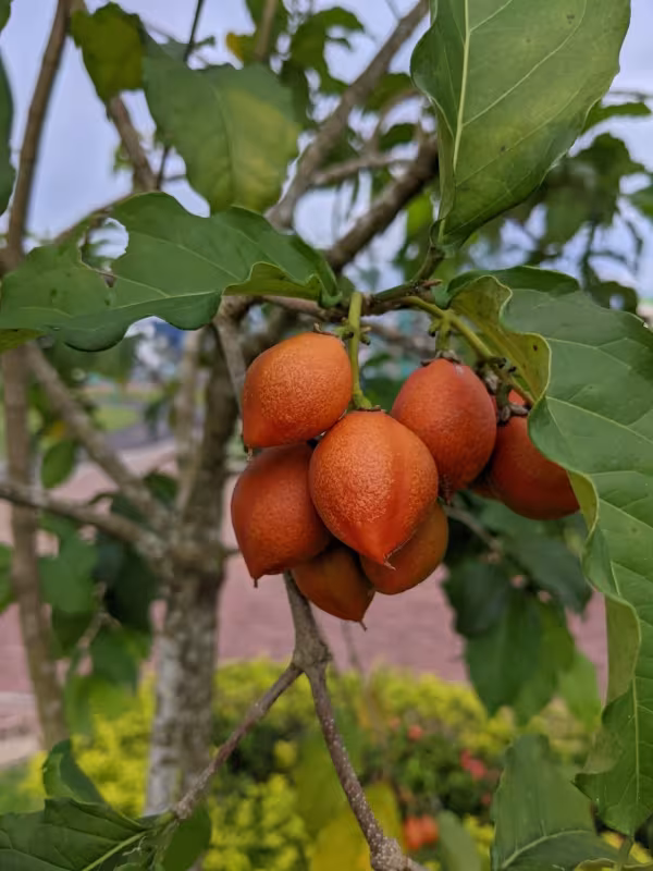 Bunchosia argentea