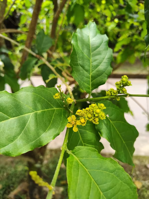 Bunchosia armeniaca