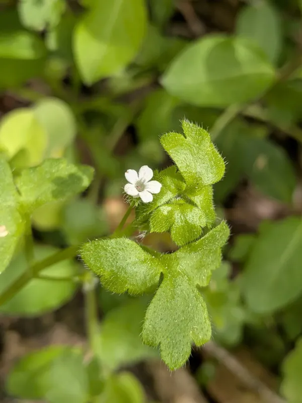 Nemophila aphylla