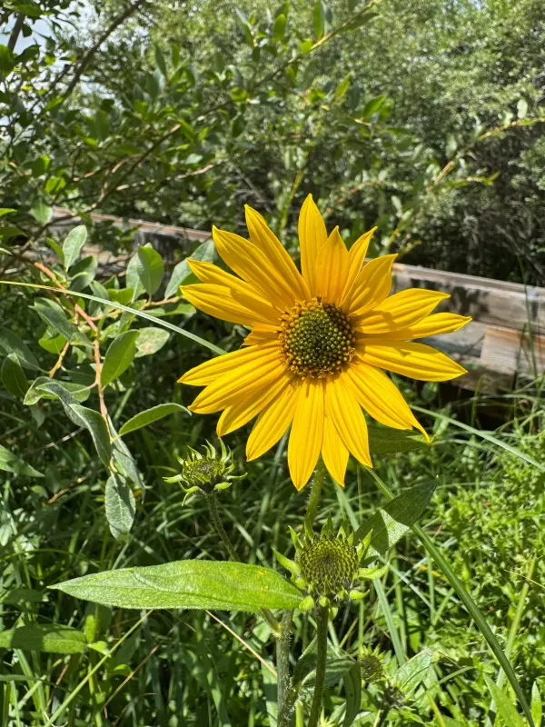 Nuttall's sunflower
