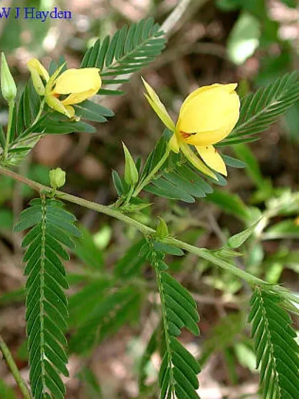 Chamaecrista glandulosa