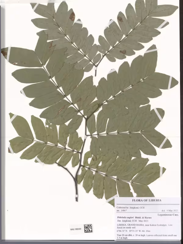 Didelotia engleri