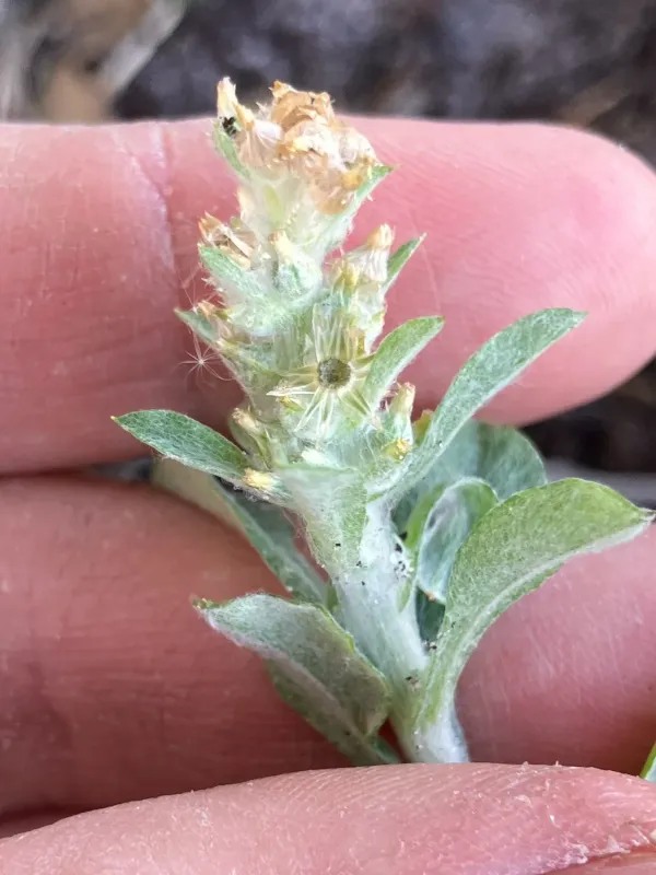 Pennsylvania cudweed
