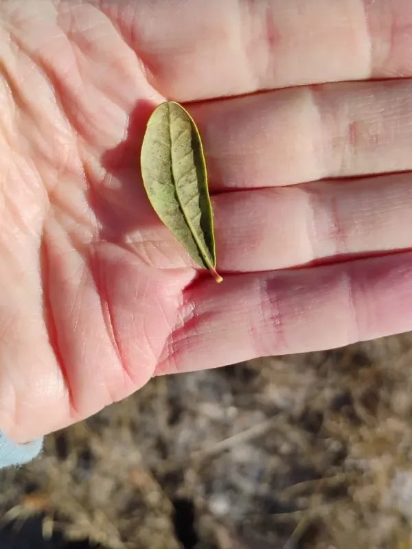 Sand live oak