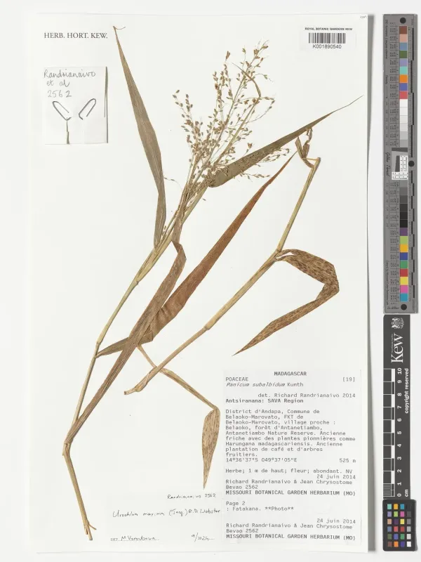 White millet
