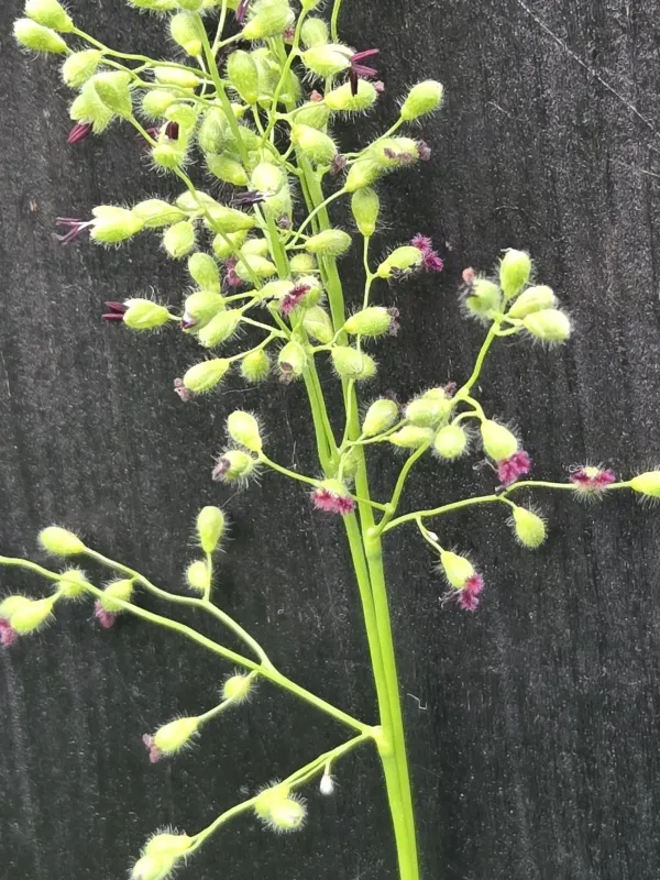 Leiberg's panicgrass