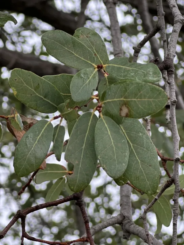 Engelmann oak