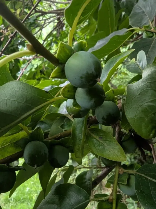 Caucasian persimmon