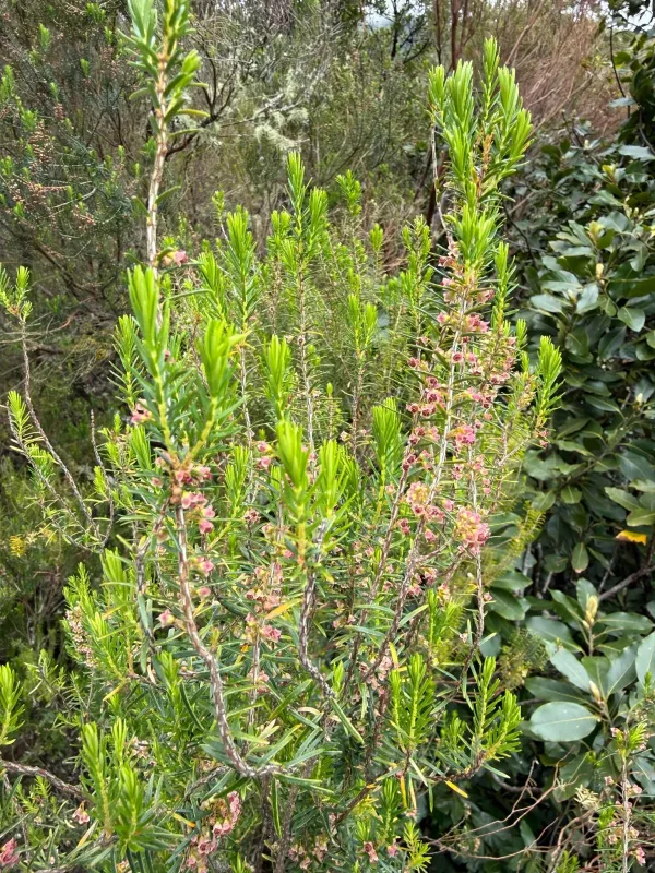 Erica platycodon