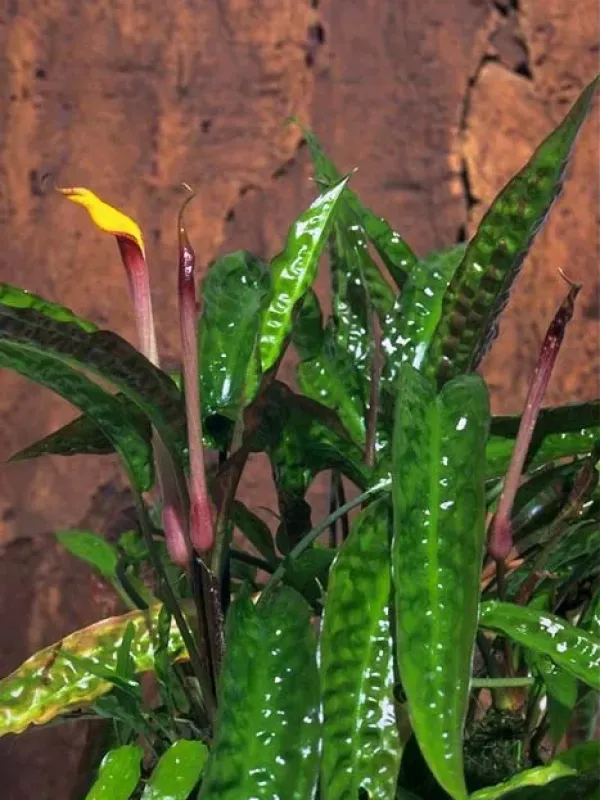 Cryptocoryne usteriana