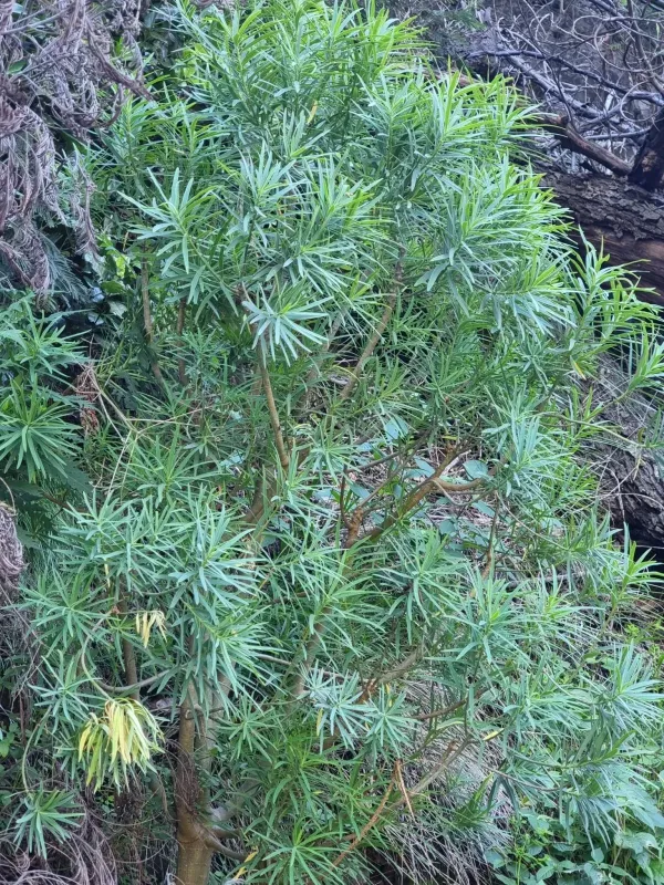 Euphorbia piscatoria